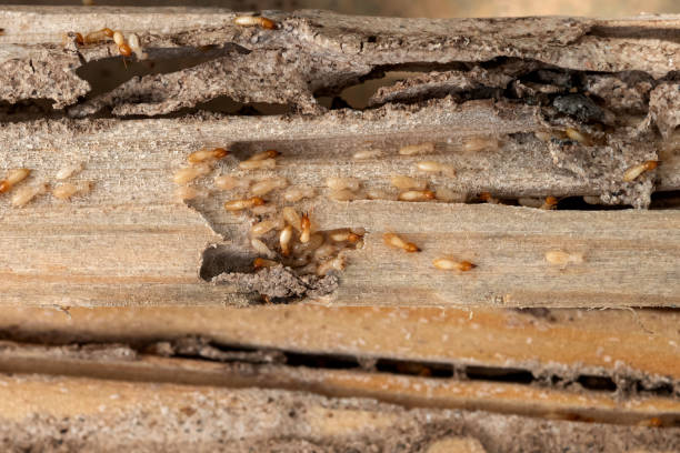 Best Bed Bug Extermination  in Kingsville, TX