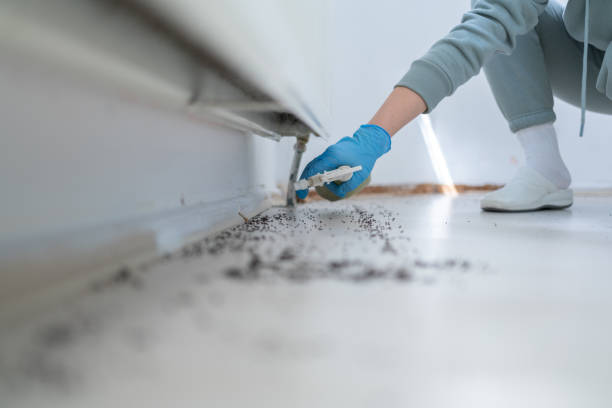 Best Affordable Pest Control Services  in Kingsville, TX